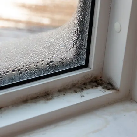 Mold growing on damp windowsill